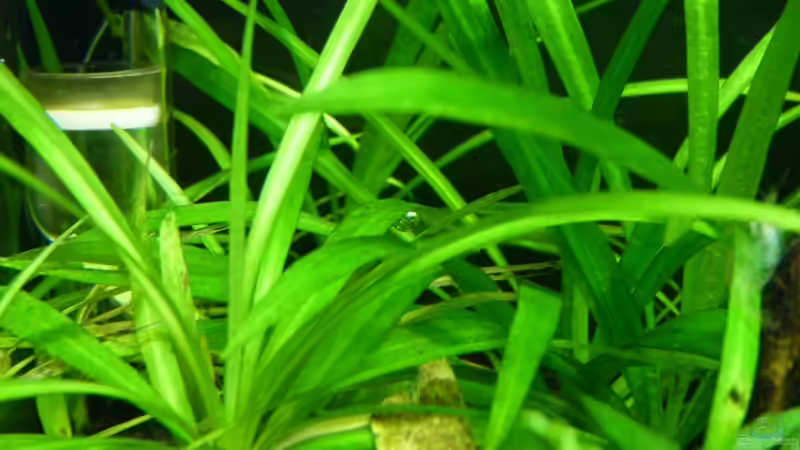 Echinodorus quadricostatus im Aquarium pflegen (Einrichtungsbeispiele für Zwerg-Schwertpflanze)