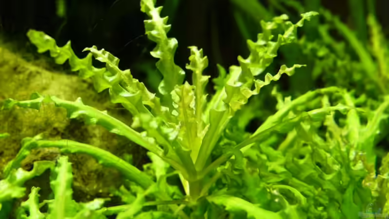 13.02.2010 Pogostemon helferi von lützkopf (28)