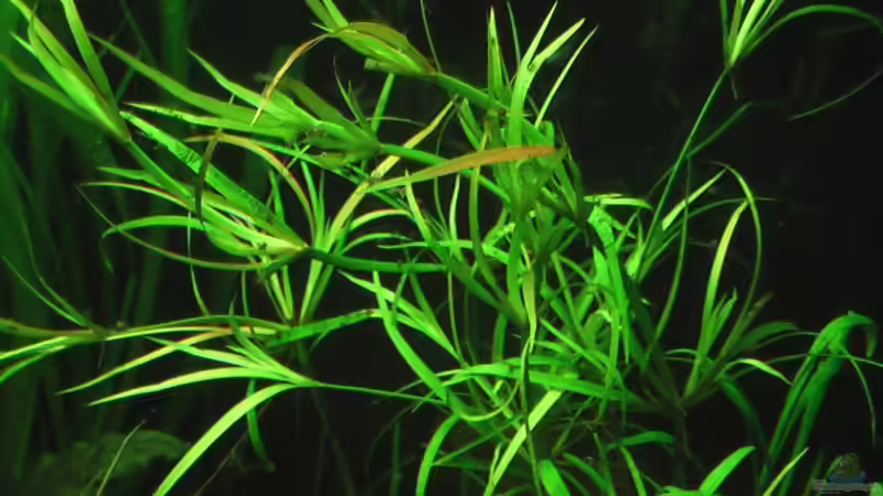 13.02.2011 Juncus repens von *Lucie* (13)