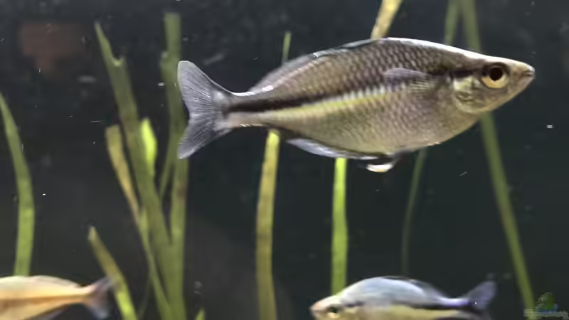 Aquarien mit Melanotaenia lacustris (Aquamarin-Regenbogenfisch)