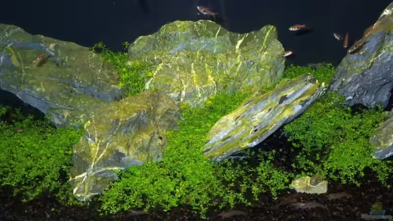 13.03.06 von J.Liebold (4)