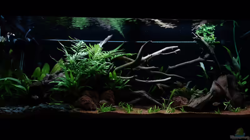 13.03.18 - frisch bepflanzt von Atacama (12)