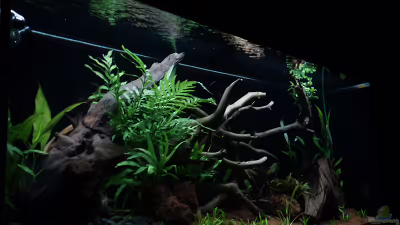 13.03.18 - frisch bepflanzt von Atacama (13)