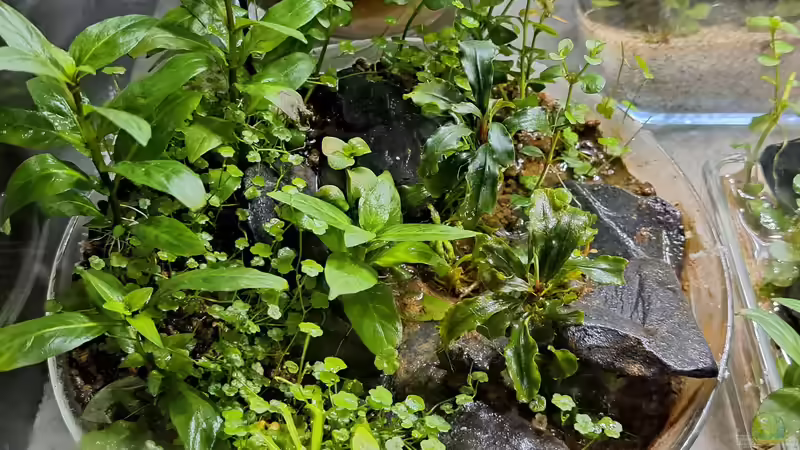 13.03.2023 von okefenokee (14)