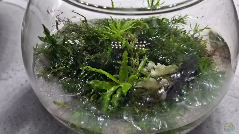 13.03.2023 von okefenokee (28)