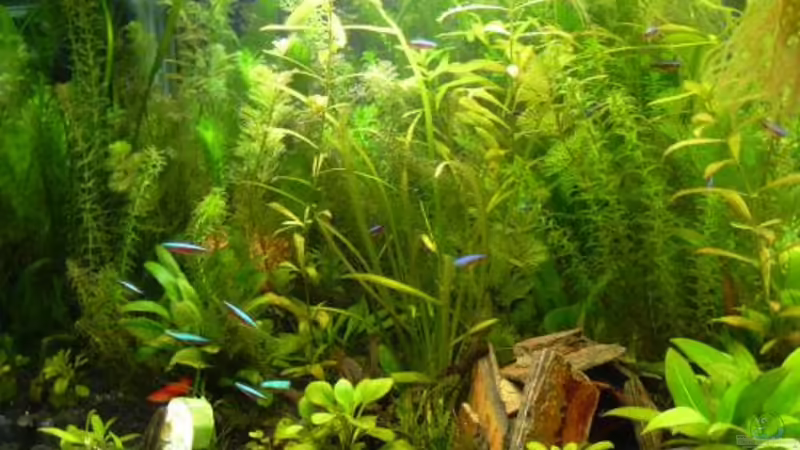 13.04.2008 von Sado-Uwe (7)