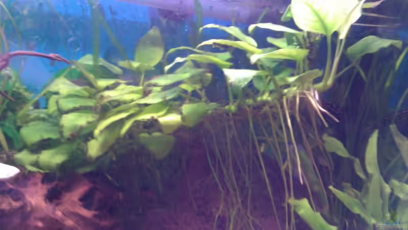 13.05.12 (nach 2 Jahren) sie wächst toll von Patrick Kroner (5)