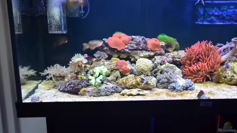 13.05.14 11 Tage nach Einrichtung von Brookshaw (10)