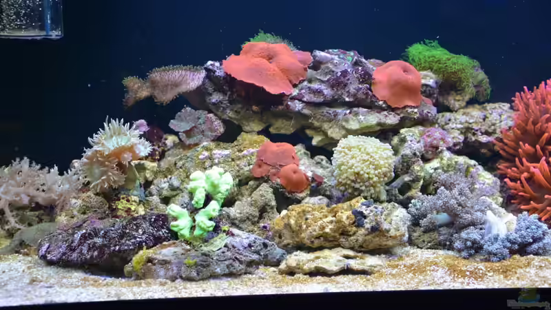 13.05.14 11 Tage nach Einrichtung von Brookshaw (16)