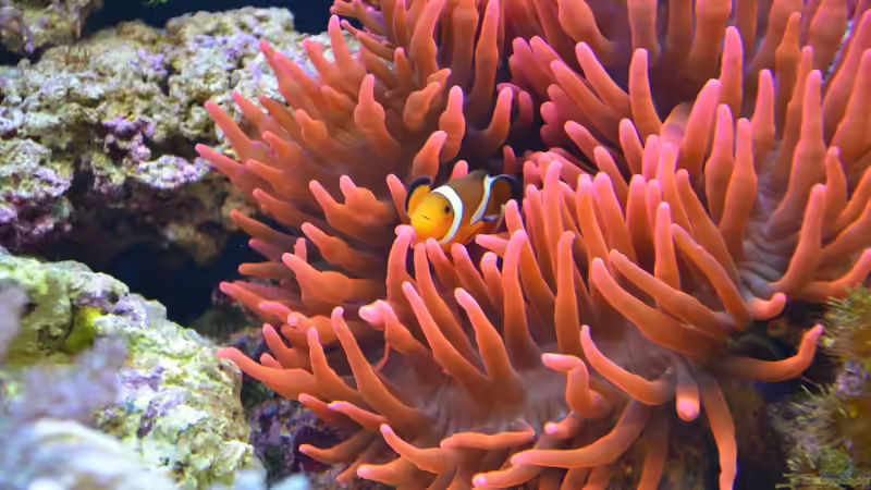 13.05.14 11 Tage nach Einrichtung von Brookshaw (17)