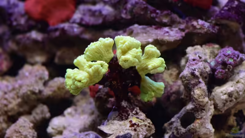 13.05.14 11 Tage nach Einrichtung von Brookshaw (9)