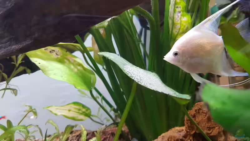 13.05.19: Skalar bei der Brutpflege von Julia S. (9)