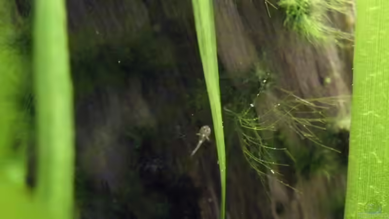 13.06.2012 - Borelli-Baby 3mm groß und wohl gerade erst geschlüpft von bergfrau (31)