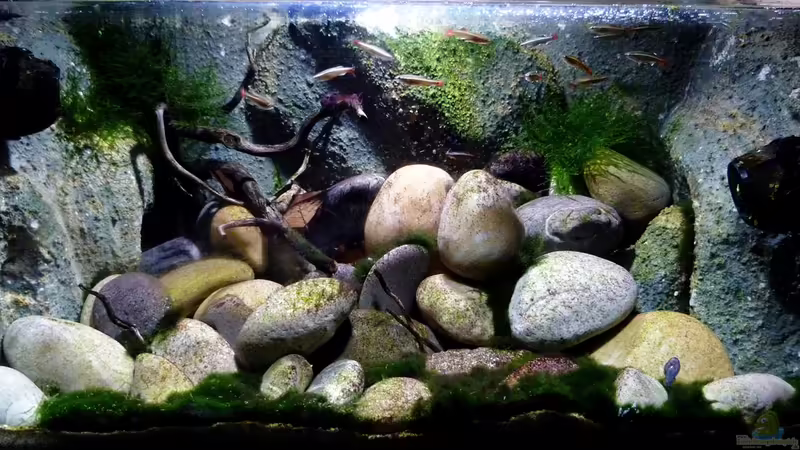 13.06.2014 von Aquajonas (5)