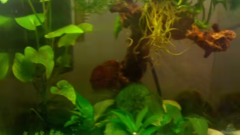 13.07.09 kurz bevor der Filter starb von gomtuu (6)