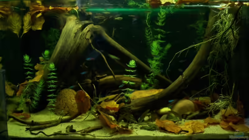 13.07.10 von Tom Rudolph (1)