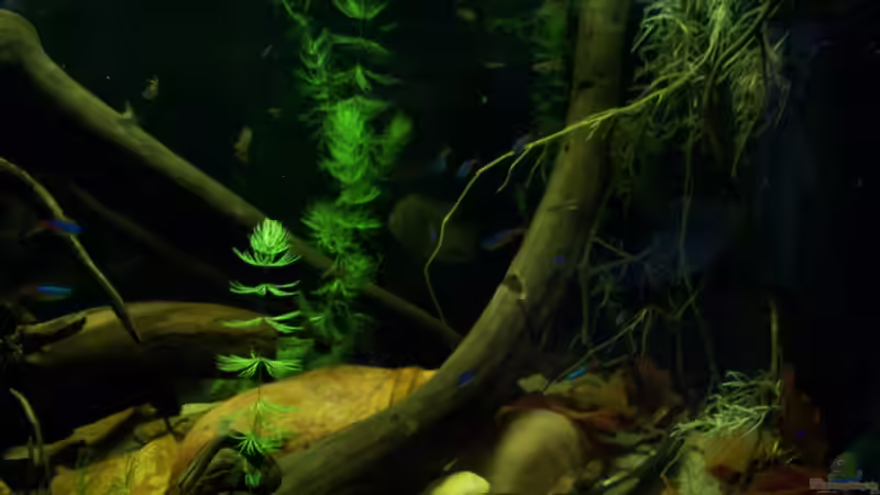 13.07.10 von Tom Rudolph (2)