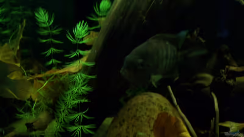 13.07.10 von Tom Rudolph (4)