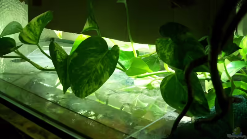 13.07.10 von Tom Rudolph (6)