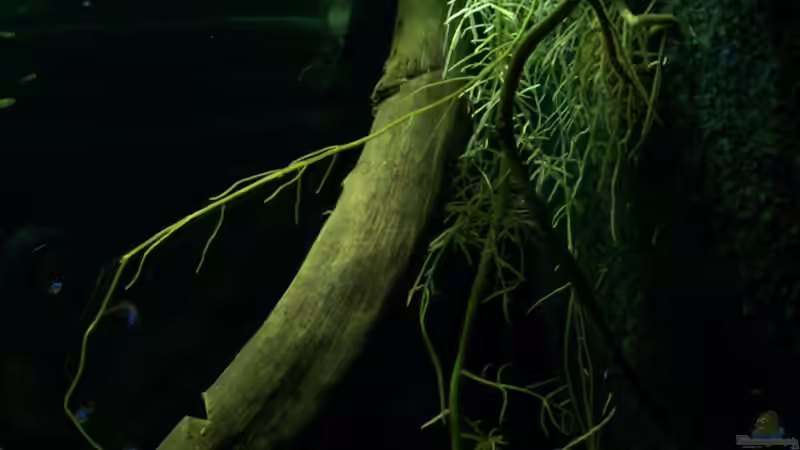 13.07.10 von Tom Rudolph (7)