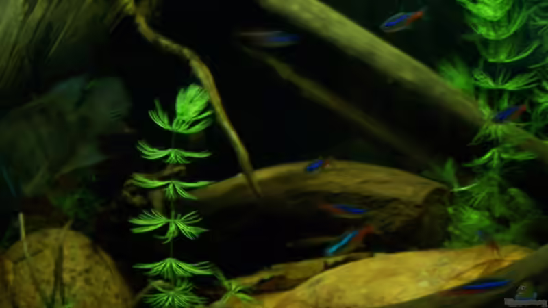 13.07.10 von Tom Rudolph (8)