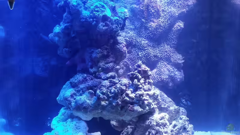 13.07.13 mit 6 Kg Lebendgestein weniger und 2x Osram Blue (das war mir zu blau) von Amazonasbecken.eu (6)