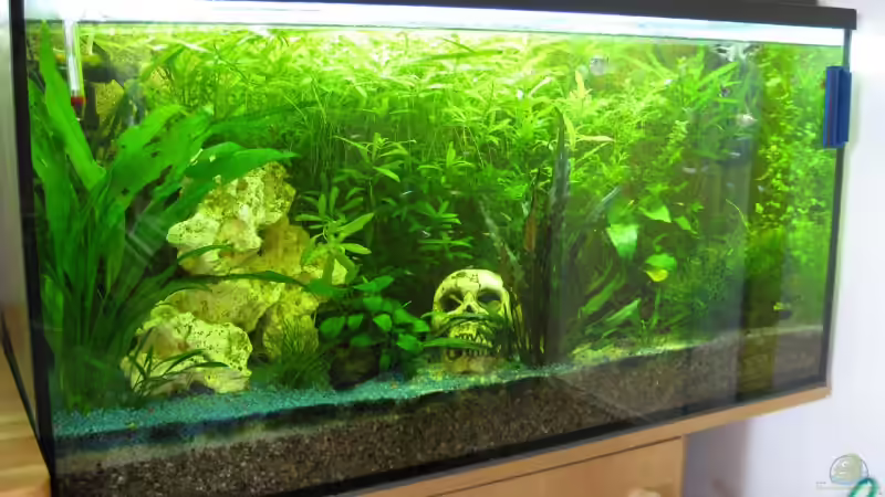 13.07.2009 Die Pflanzen wuchern von EagleHunter (9)