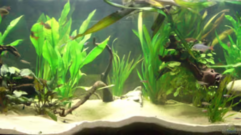 13.07.2009 von Dr. Dr. Kliem (3)