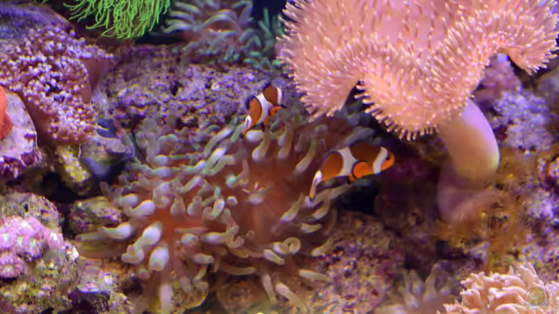 13.07.2014 von Brookshaw (2)