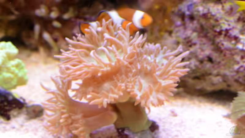 13.07.2014 von Brookshaw (3)