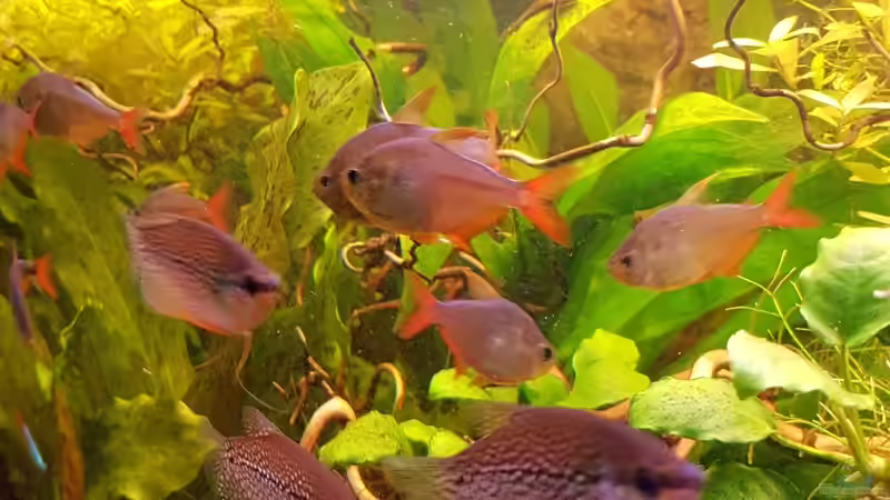 13.07.2016 Rot Blaue Kolumbianer von Ele Meer (17)