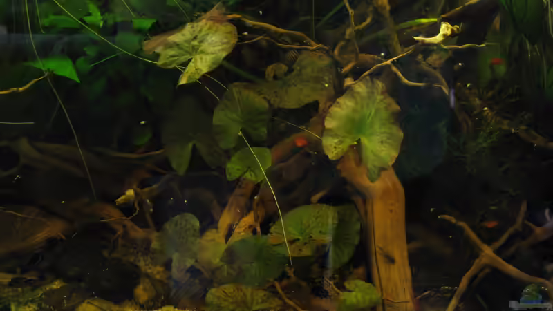 13.08.14 von Jemafa (35)