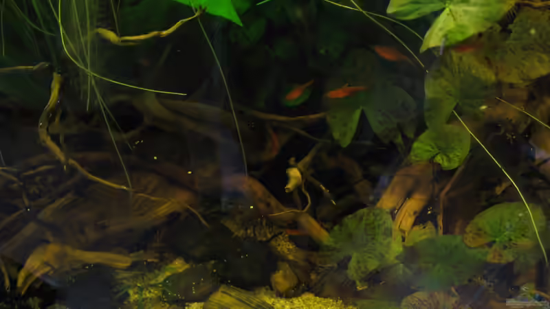 13.08.14 von Jemafa (36)