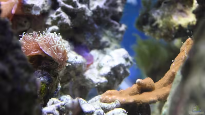 13.08.2009 von Stephan Ascher (25)