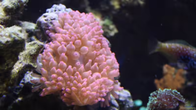 13.08.2009 von Stephan Ascher (26)