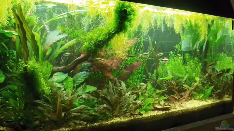 13.08.2010 von Zebraschneggla (13)