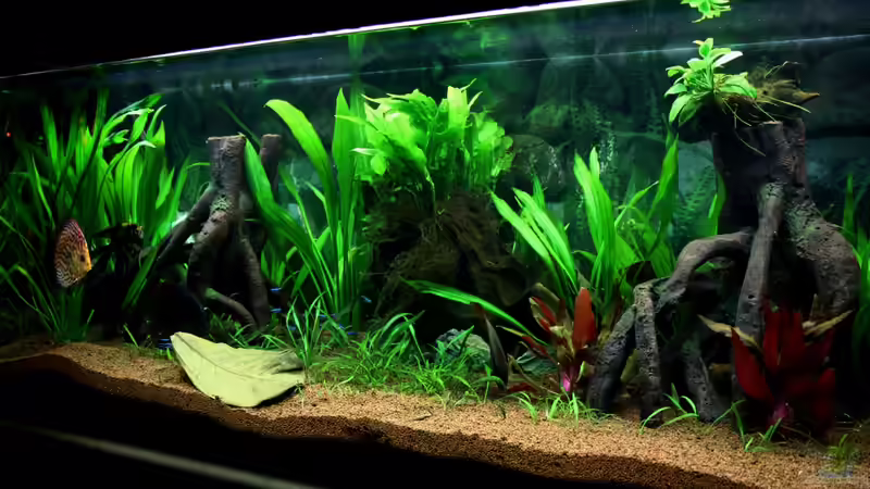 ***13.08.2011*** von Sue (19)