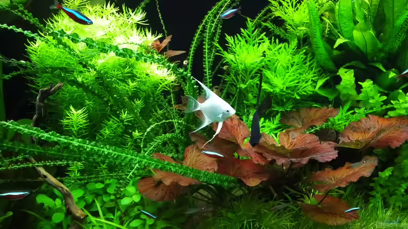 13.08.2014 - Mittlerer Bereich des Beckens von Oberoesterreicher (4)