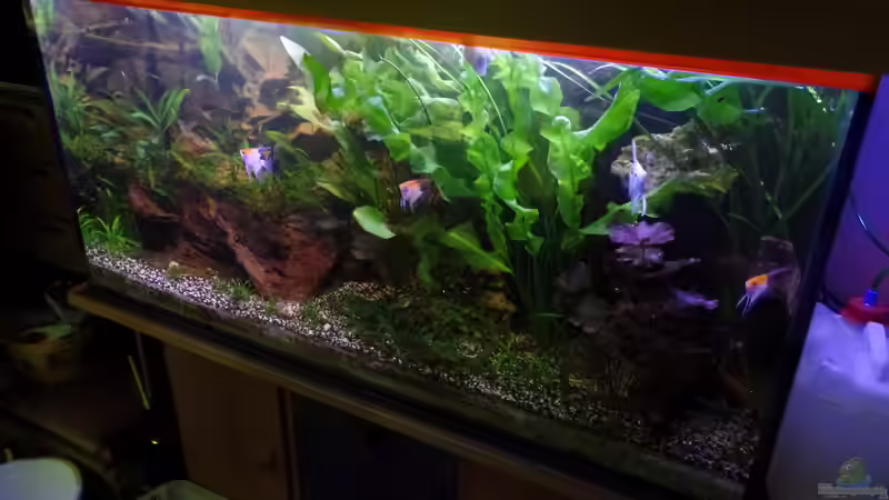 13.08.2014 von raubsau (40)