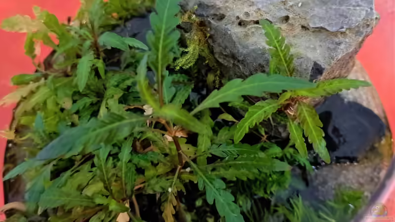 13.09.2023 von okefenokee (32)