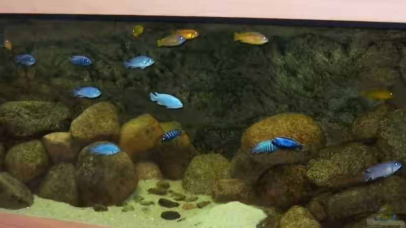 13.1.09 neues Foto von Rene Sarink (1)