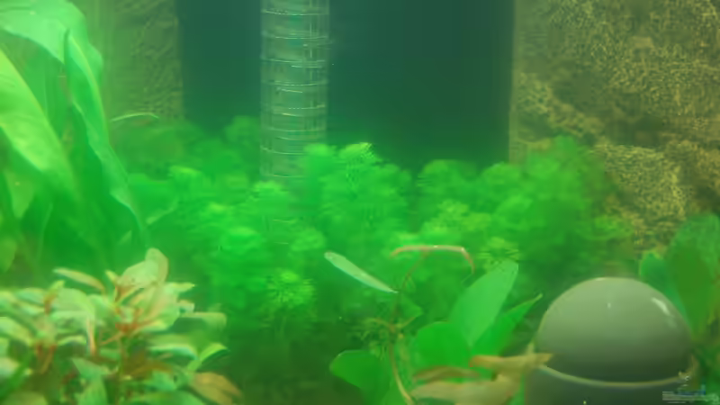 13.10.12 Trübe Aussichten am 3. Tag - Im Hintergrund soll Limnophila sessiliflora von Sven Seibert (53)