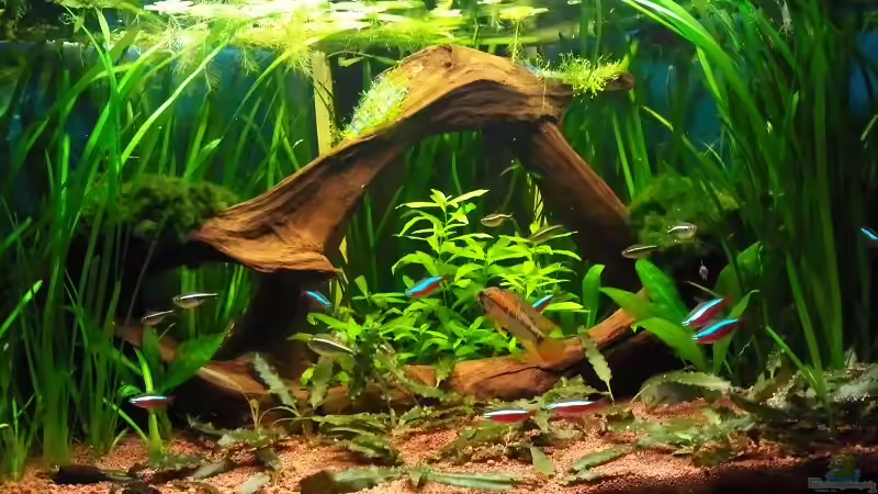 13.11.10 2 von Andy_daHousecat (11)