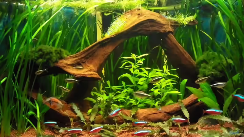 13.11.10 von Andy_daHousecat (10)