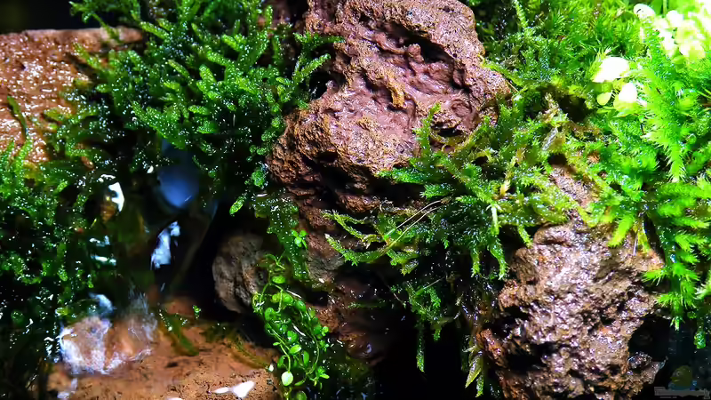 13.11.2010 - Lavasteine und Moos von bergfrau (19)