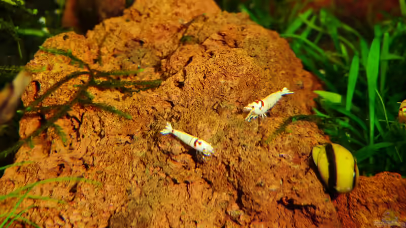 13.11.2012 von Walde (110)