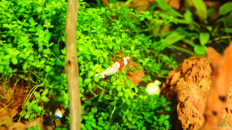 13.11.2012 von Walde (111)