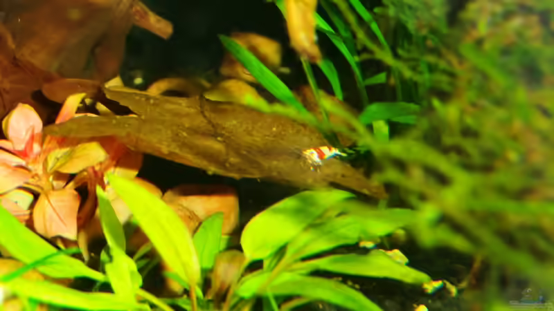 13.11.2012 von Walde (112)