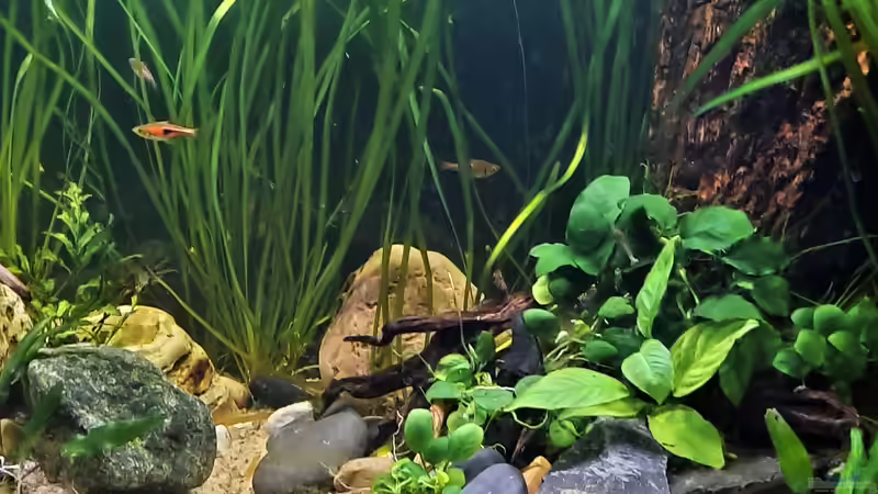 13.11.2021 von okefenokee (36)