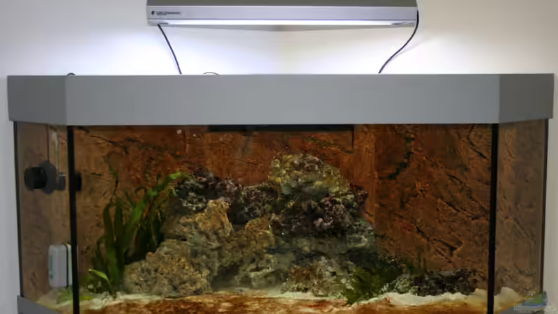 13.12.2009 Algenphase von Susanne Axt (2)